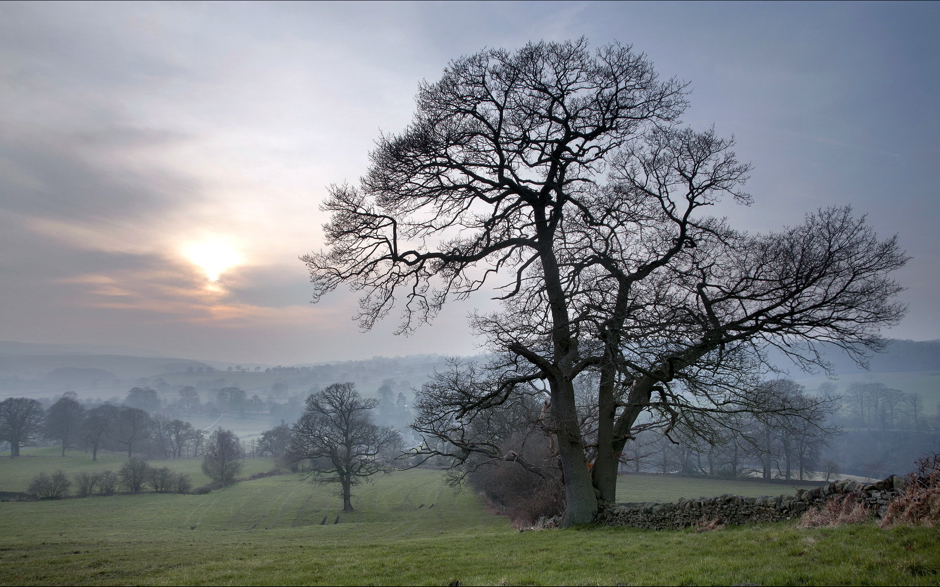 field, Fog, Tree, Sunset, Sunrise, Sky Wallpaper