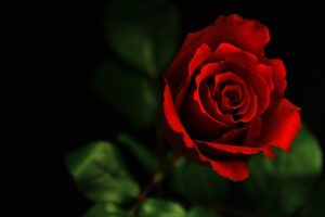 flower, Rose, Red, Valentineand039s, Day, Macro