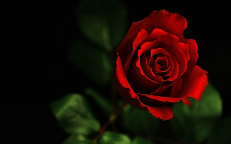flower, Rose, Red, Valentineand039s, Day, Macro HD Wallpaper Desktop Background