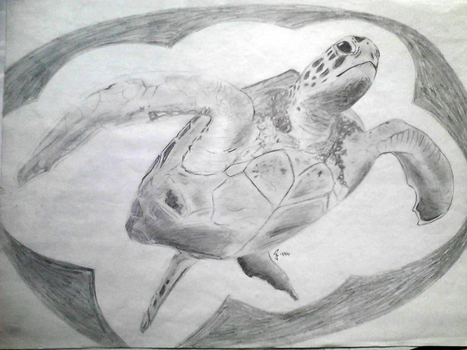 turtle Wallpaper