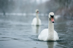 swan, Winter, Snow, Flakes, Drops, Lakes, Rivers