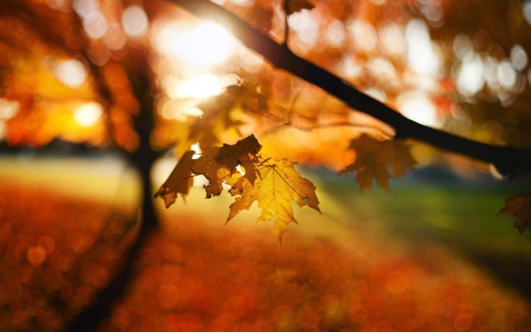 leaves, Autumn, Bokeh, Trees HD Wallpaper Desktop Background