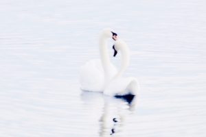 swan, Beautiful, Landscape, Water, White, Black, Cute