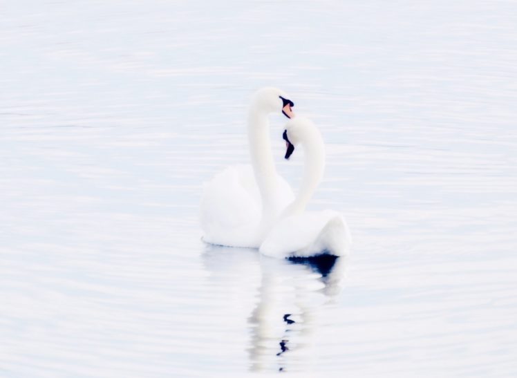 swan, Beautiful, Landscape, Water, White, Black, Cute HD Wallpaper Desktop Background