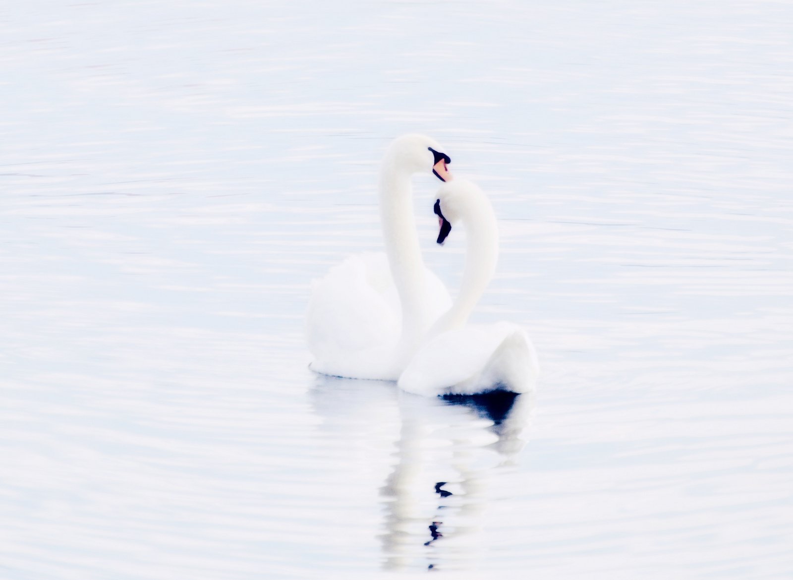 swan, Beautiful, Landscape, Water, White, Black, Cute Wallpaper