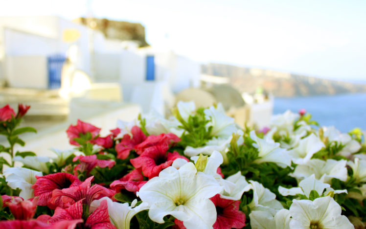 greece, Sun, Sea, Summer, Flowers, Macro, Buildings HD Wallpaper Desktop Background