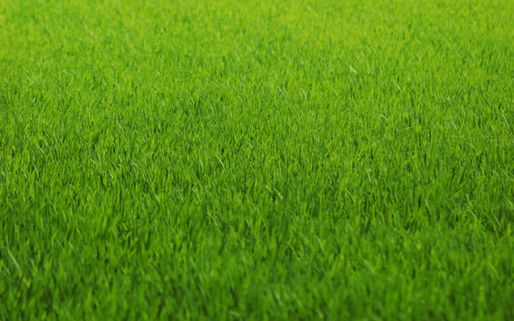 macro, Grass, Abstract, Green, Pattern, Texture HD Wallpaper Desktop Background