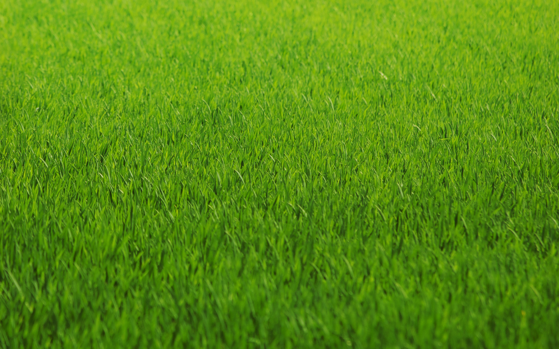 macro, Grass, Abstract, Green, Pattern, Texture Wallpaper