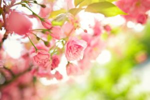 tree, Branches, Pink, Flowers, Leaves, Spring, Macro