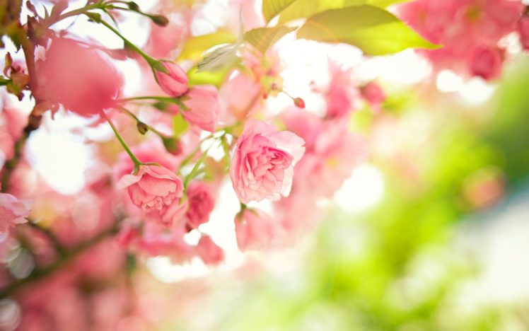 tree, Branches, Pink, Flowers, Leaves, Spring, Macro HD Wallpaper Desktop Background