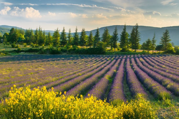 field, Lavender, Flowers, Purple HD Wallpaper Desktop Background