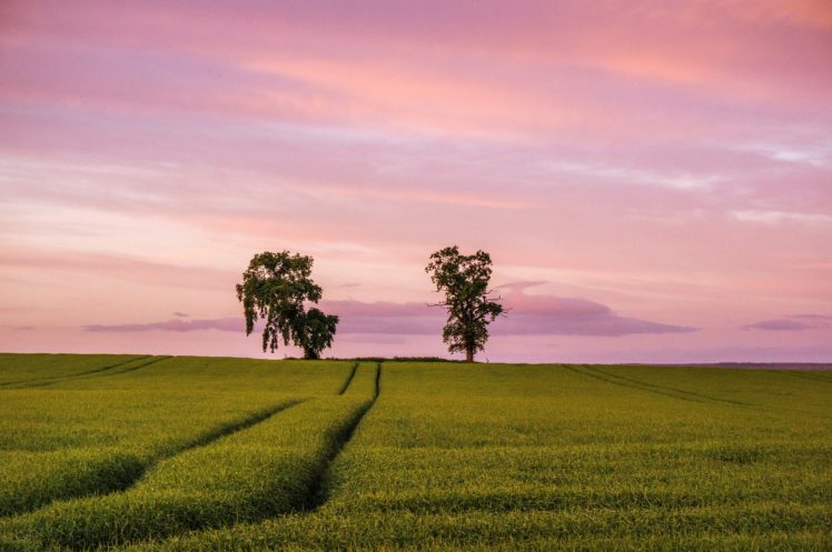 field, Trees, Sunset, Landscape HD Wallpaper Desktop Background