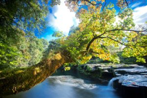 river, Rocks, Trees, Waterfalls, Autumn, Nature