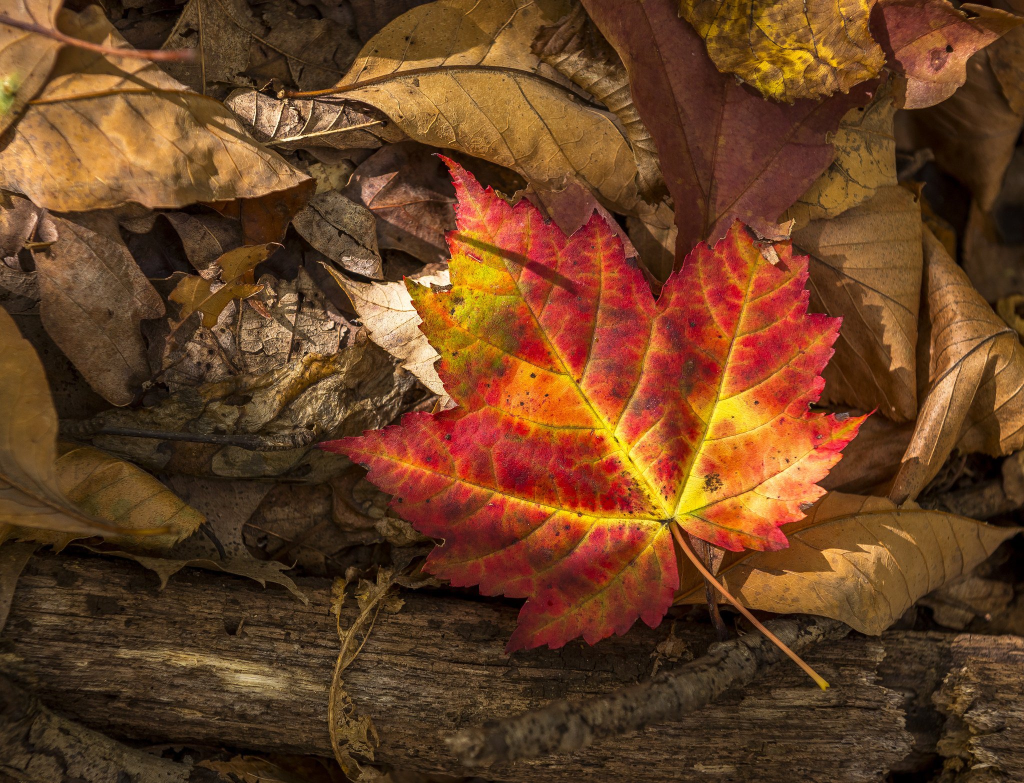 leaf, Autumn, Leaves Wallpaper