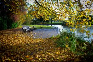 autumn, Park, Pond, Trees, Leaves, Landscape