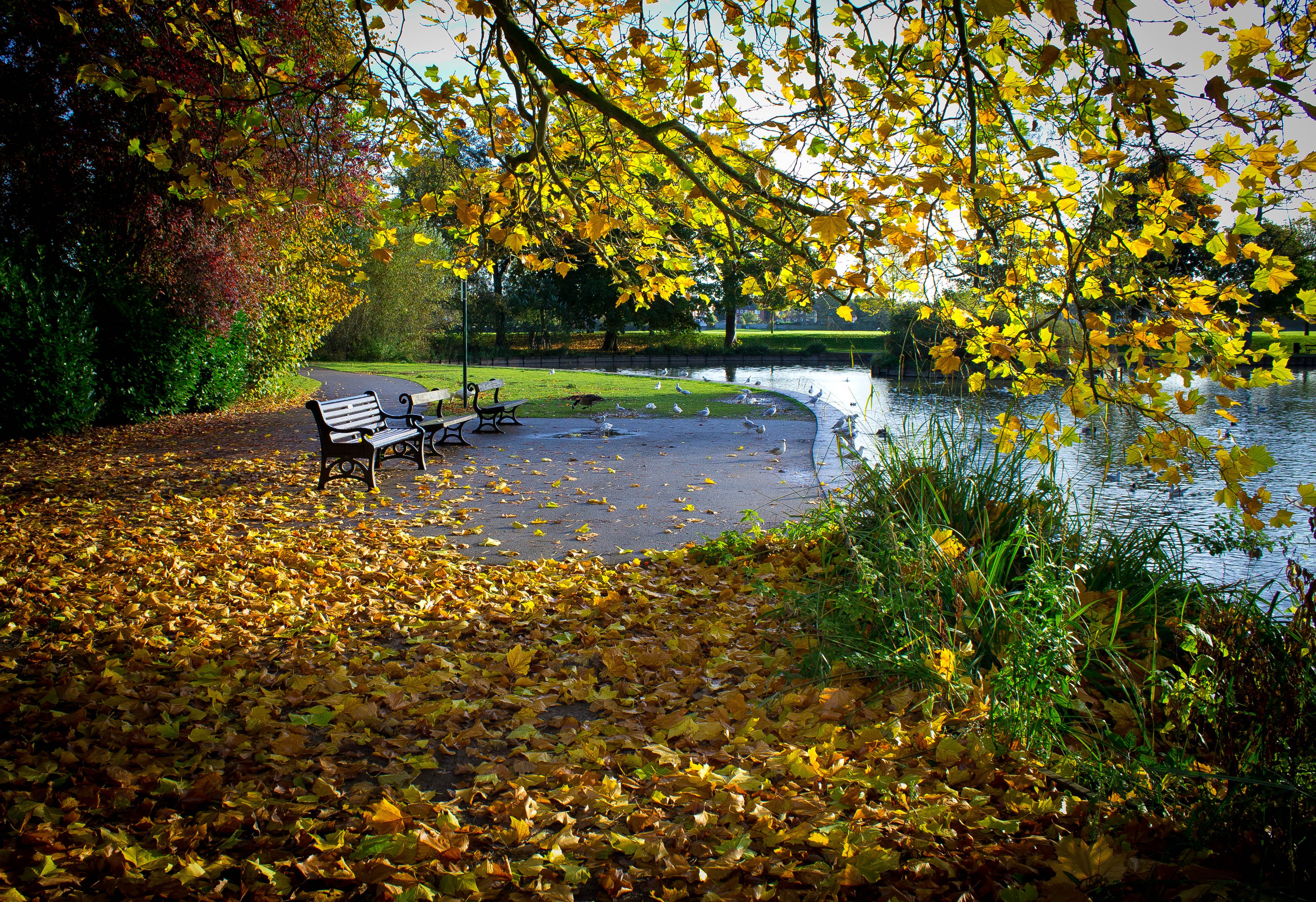 autumn, Park, Pond, Trees, Leaves, Landscape Wallpaper