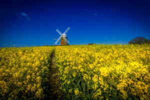 field, Flowers, Windmill, Landscape
