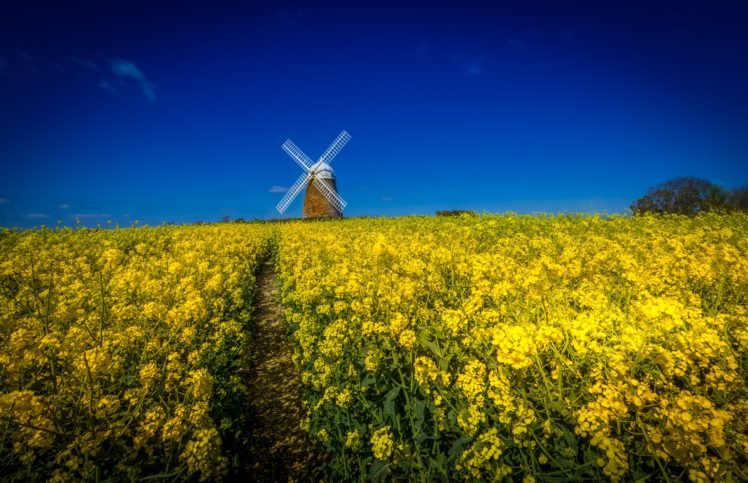 field, Flowers, Windmill, Landscape HD Wallpaper Desktop Background