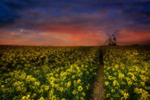 sunset, Field, Flowers, Windmill, Landscape