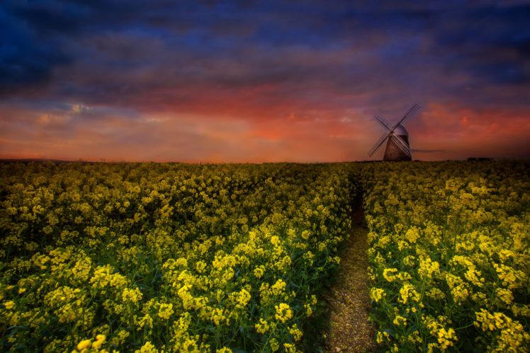 sunset, Field, Flowers, Windmill, Landscape HD Wallpaper Desktop Background