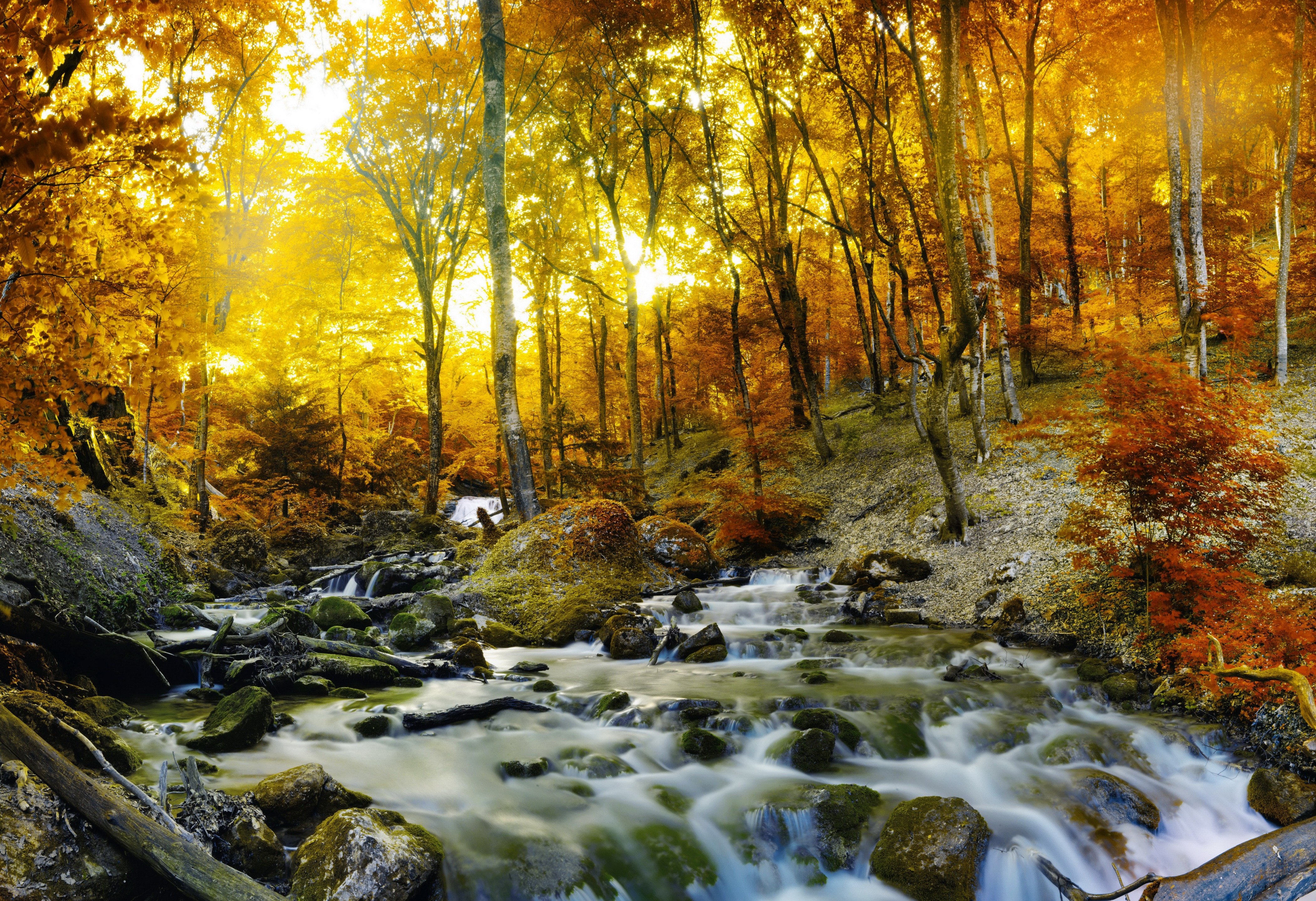 autumn, Forest, Stream, Trees, Nature, Rays, Branches Wallpaper