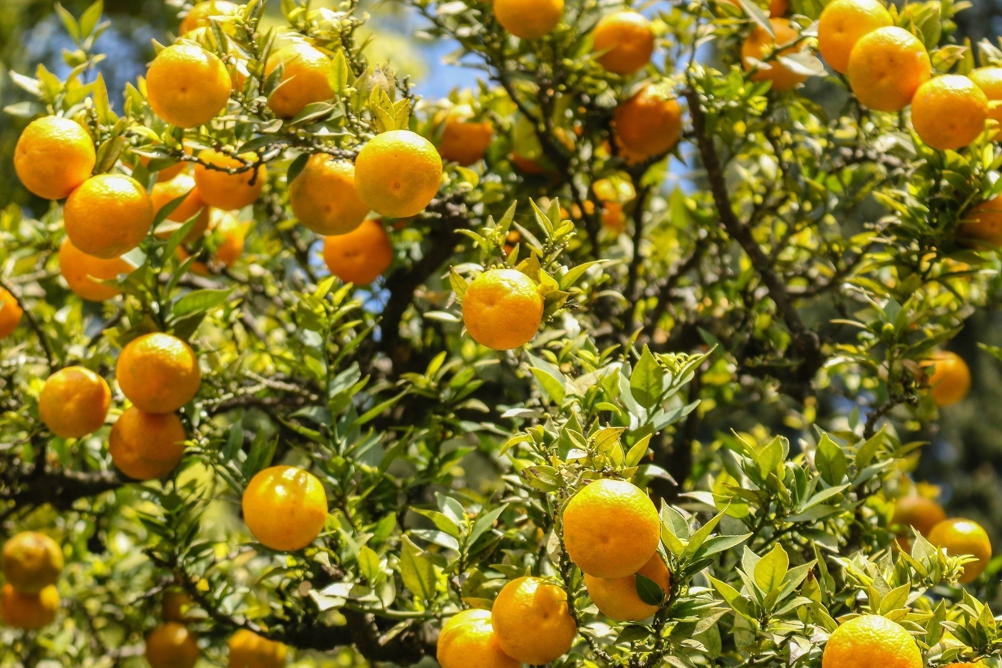 oranges, Leaves, Sun, Light, Fruit, Orange, Bokeh Wallpaper