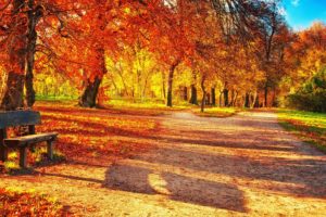 park, Leaves, Autumn, Trees, Bench