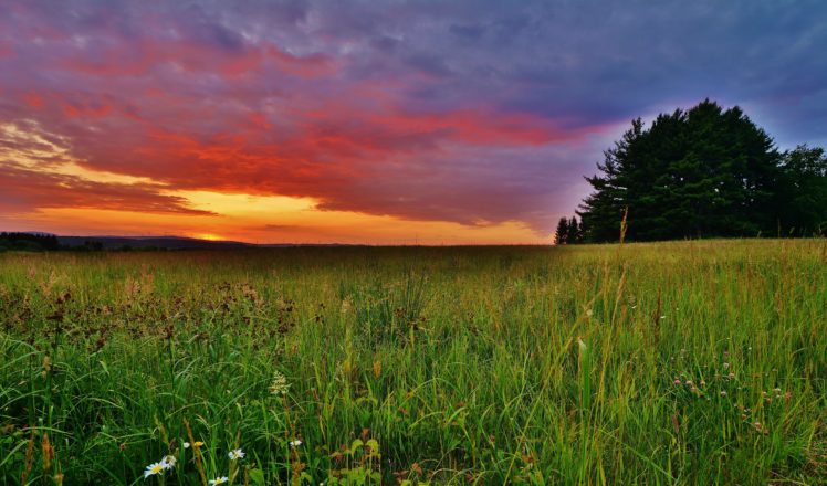 sunset, Field, Trees, Landscape HD Wallpaper Desktop Background