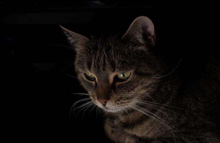 cat, Portrait, Black, Background HD Wallpaper Desktop Background