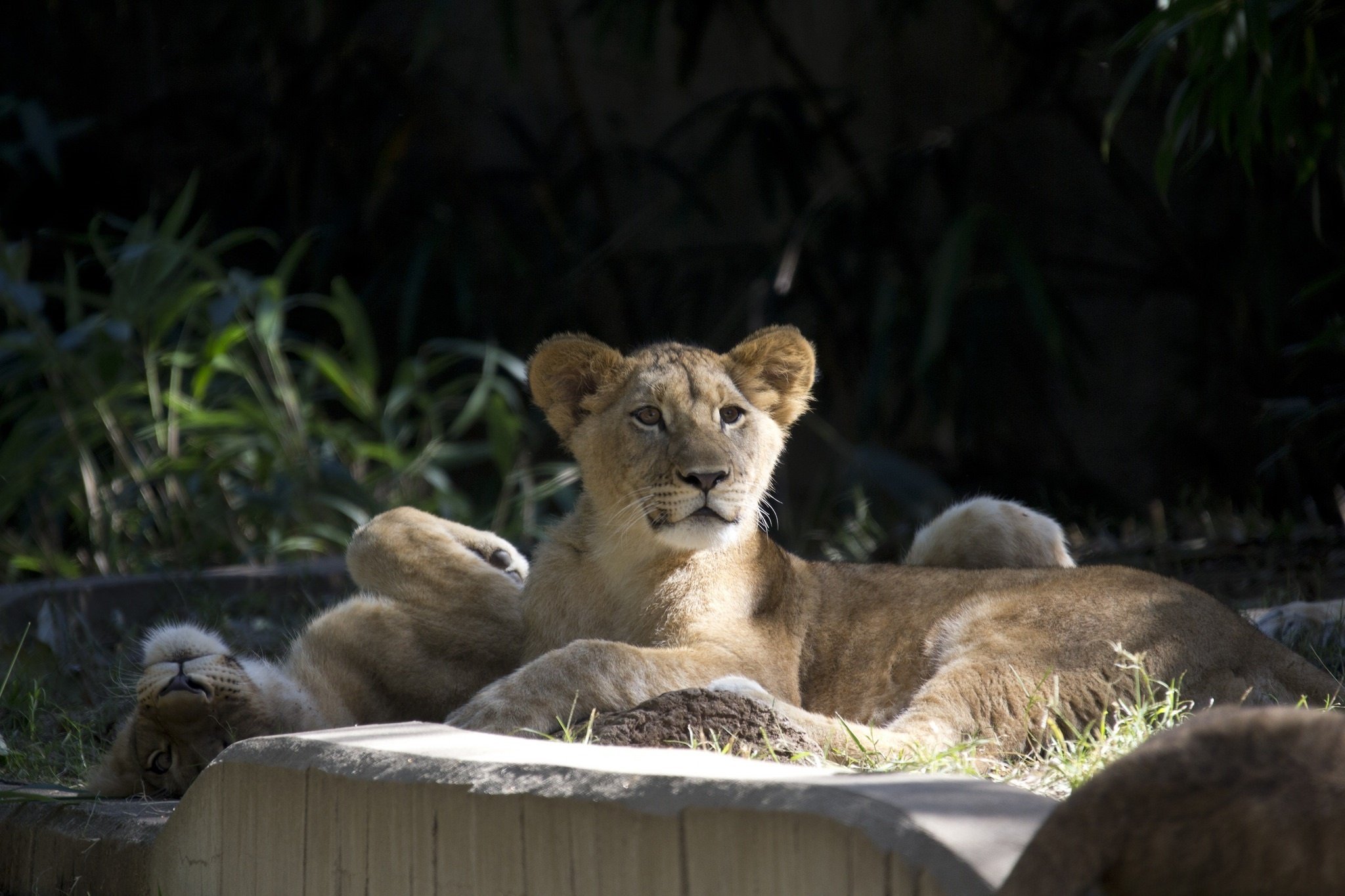 lion Wallpaper
