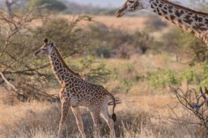 giraffe, Couple, Baby, Baby, Savannah, Africa