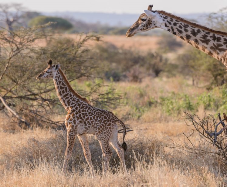 giraffe, Couple, Baby, Baby, Savannah, Africa HD Wallpaper Desktop Background