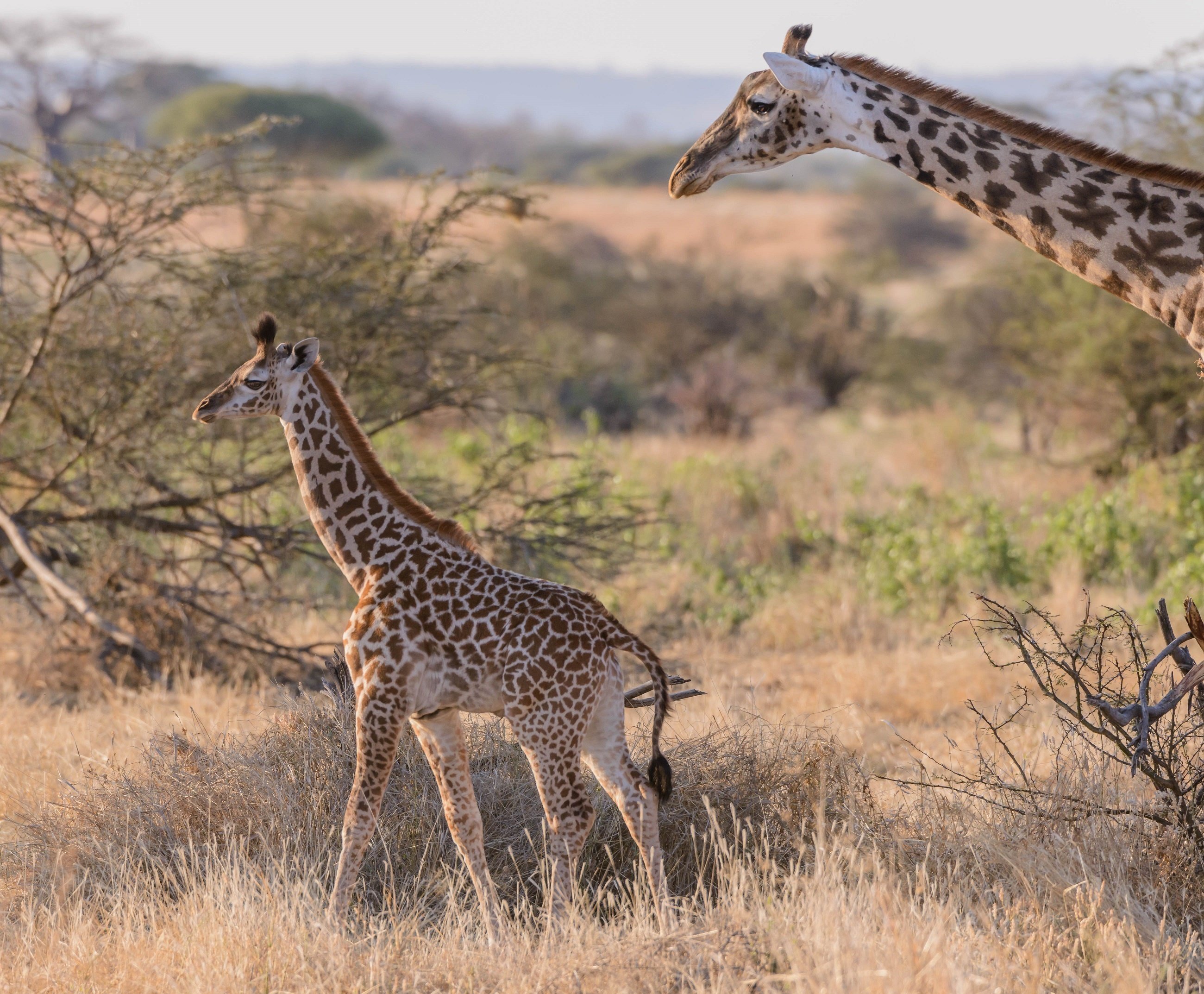 giraffe, Couple, Baby, Baby, Savannah, Africa Wallpaper