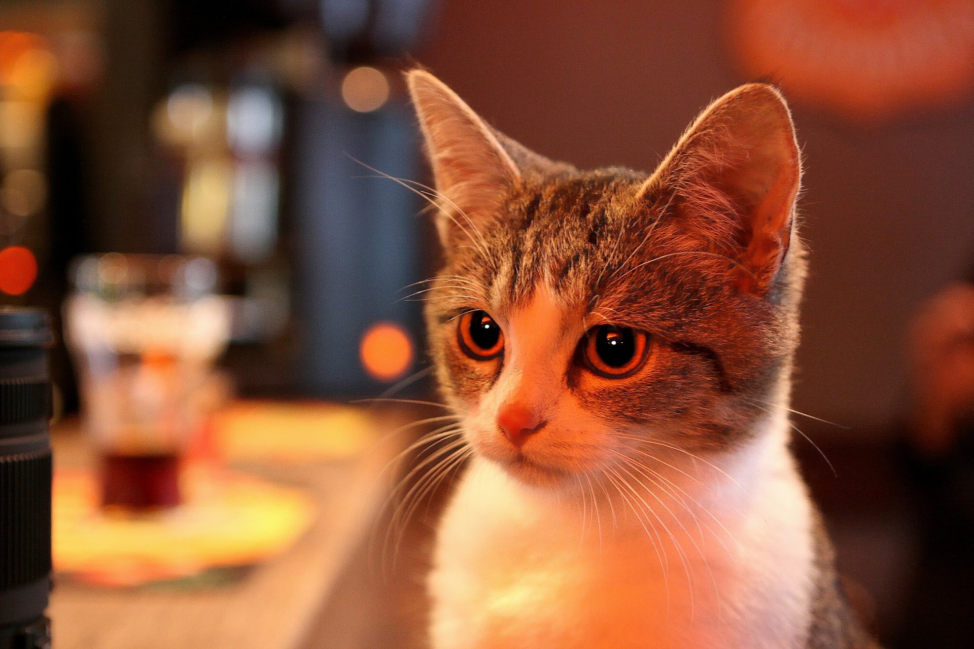 cat, Muzzle, Portrait Wallpaper