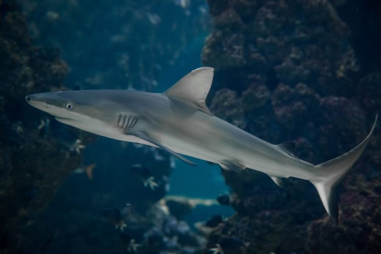 shark, Predator, Underwater, Sea, Ocean HD Wallpaper Desktop Background