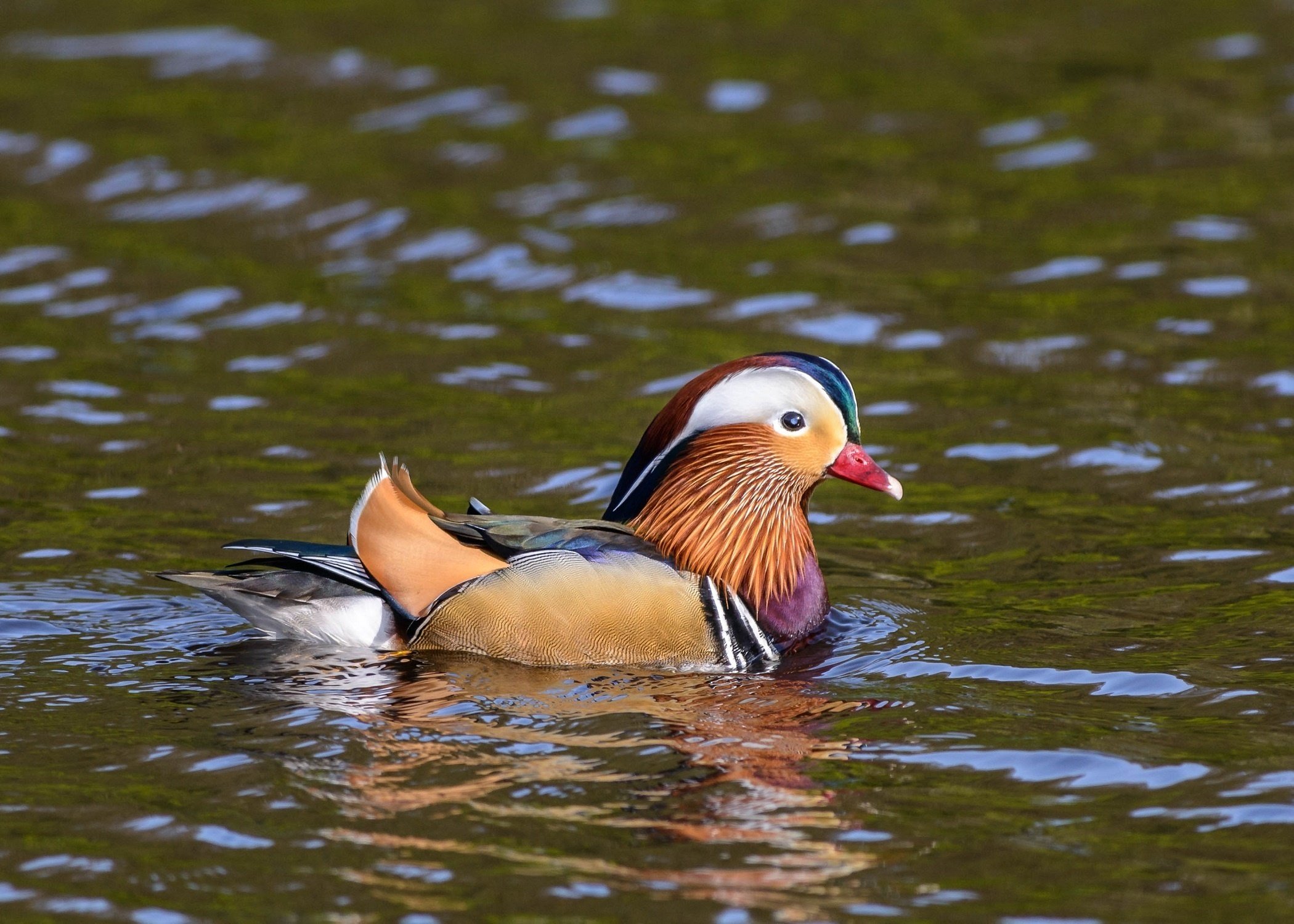 mandarin, Duck, Duck, Color, Water, Ripples Wallpaper