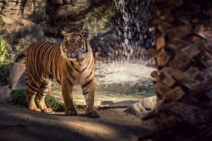 tiger, Wild, Cat, Predator, Waterfall