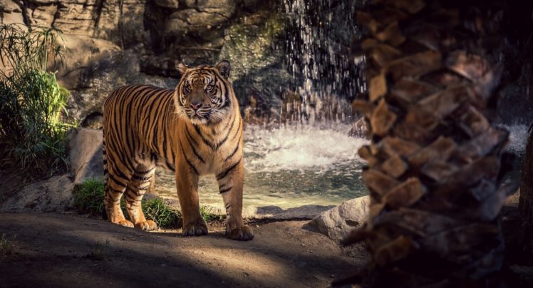 tiger, Wild, Cat, Predator, Waterfall HD Wallpaper Desktop Background