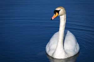 swan, White, Grace, Neck, Pond, Ripples