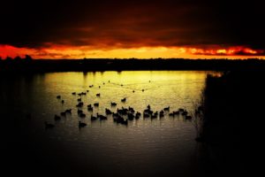 wild, Ducks, On, The, Lake, At, Sunset