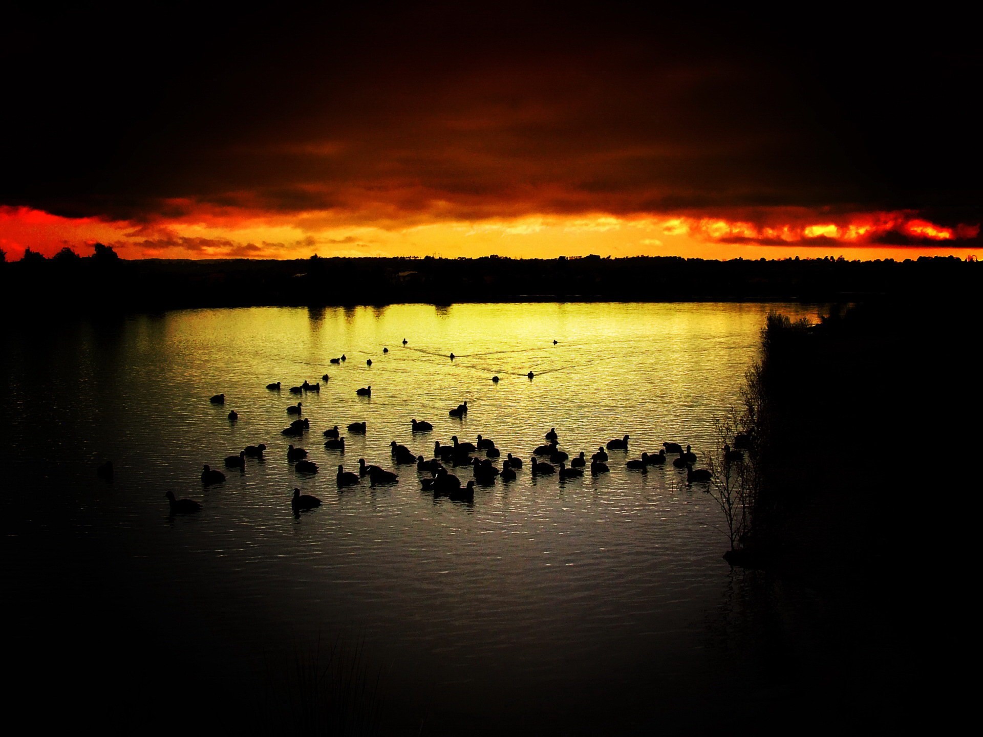 wild, Ducks, On, The, Lake, At, Sunset Wallpaper