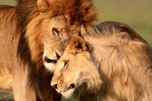 love, Animals, Lion, Junjle