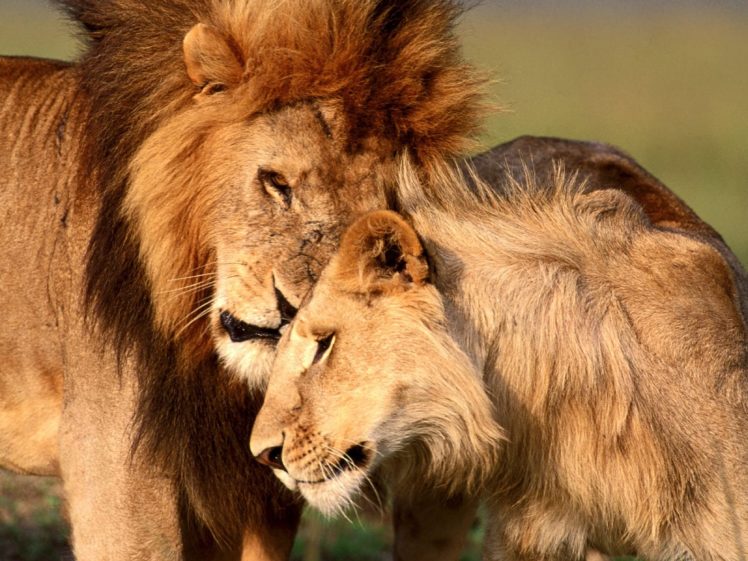 love, Animals, Lion, Junjle HD Wallpaper Desktop Background
