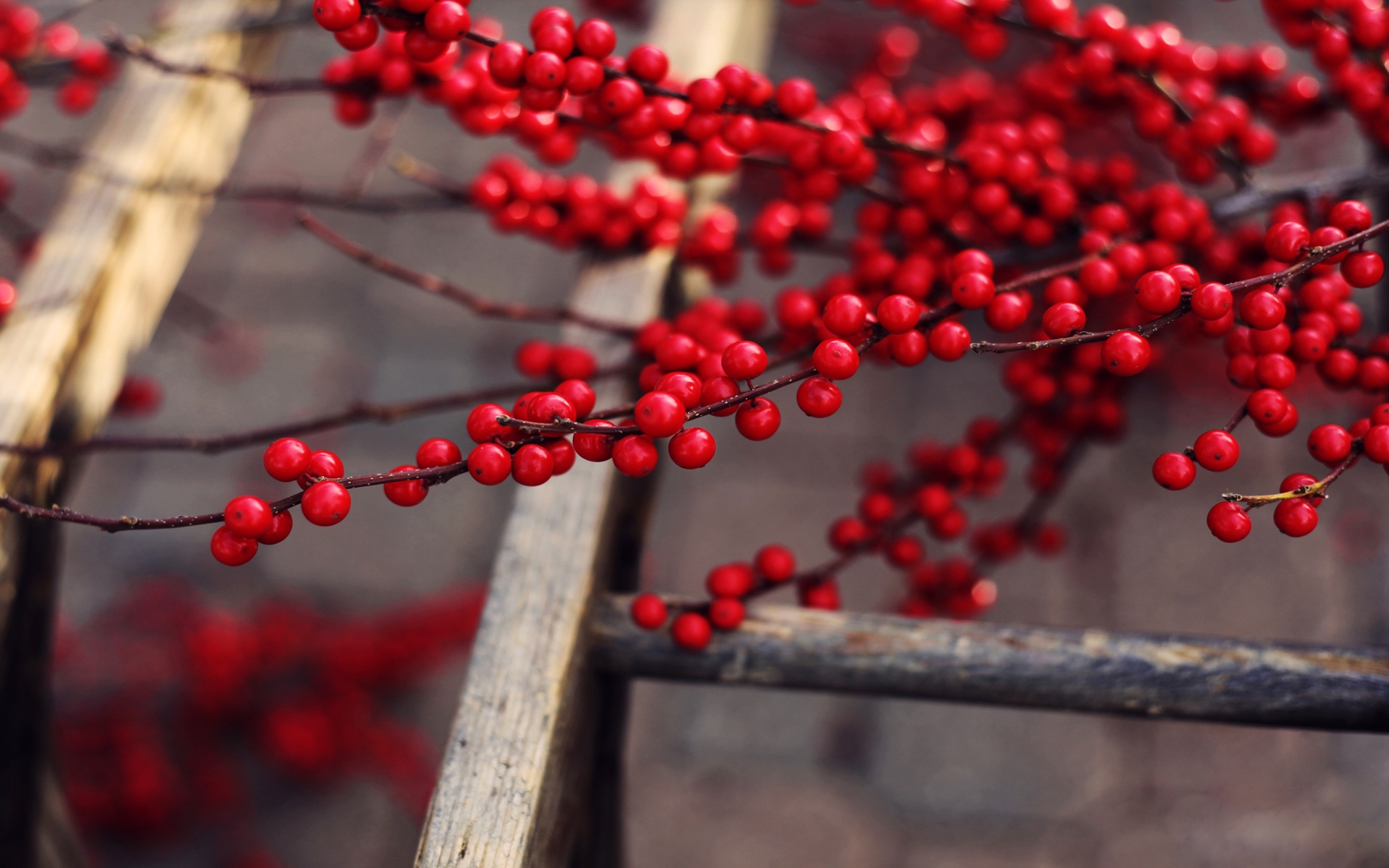 red, Berries, Branches Wallpaper