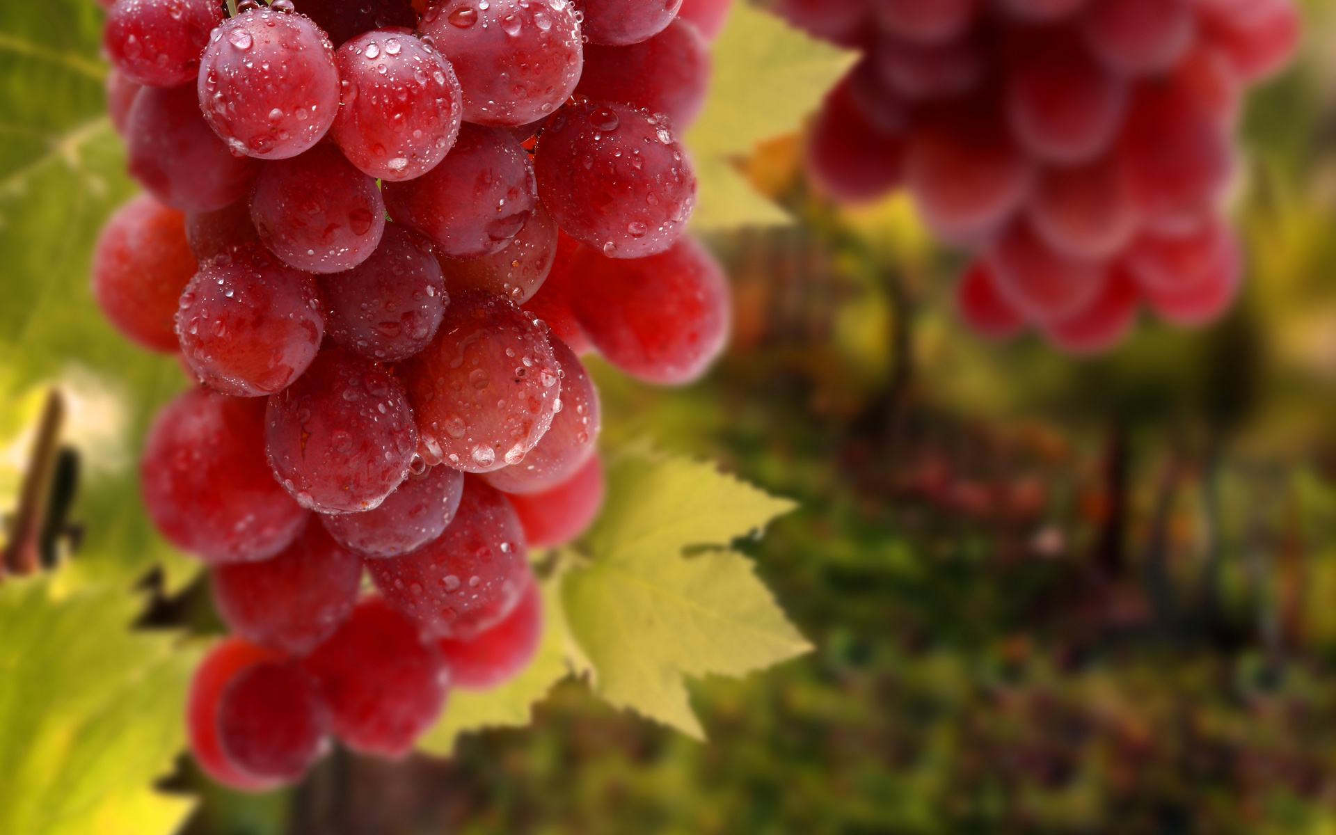 grapes, Leaves, Bunch, Drops, Fruit, Vineyard Wallpaper