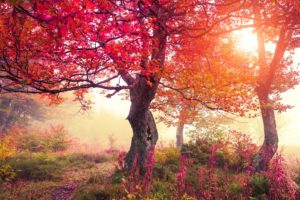 seasons, Autumn, Trees, Nature