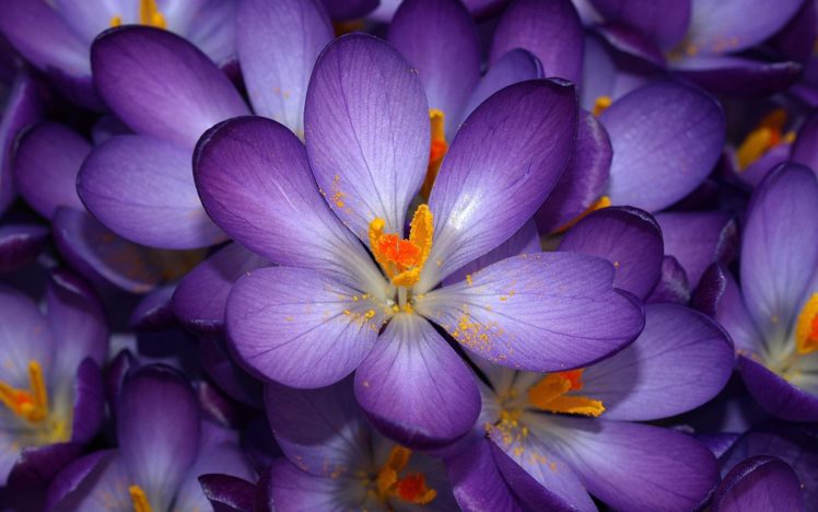 purple, Flower HD Wallpaper Desktop Background