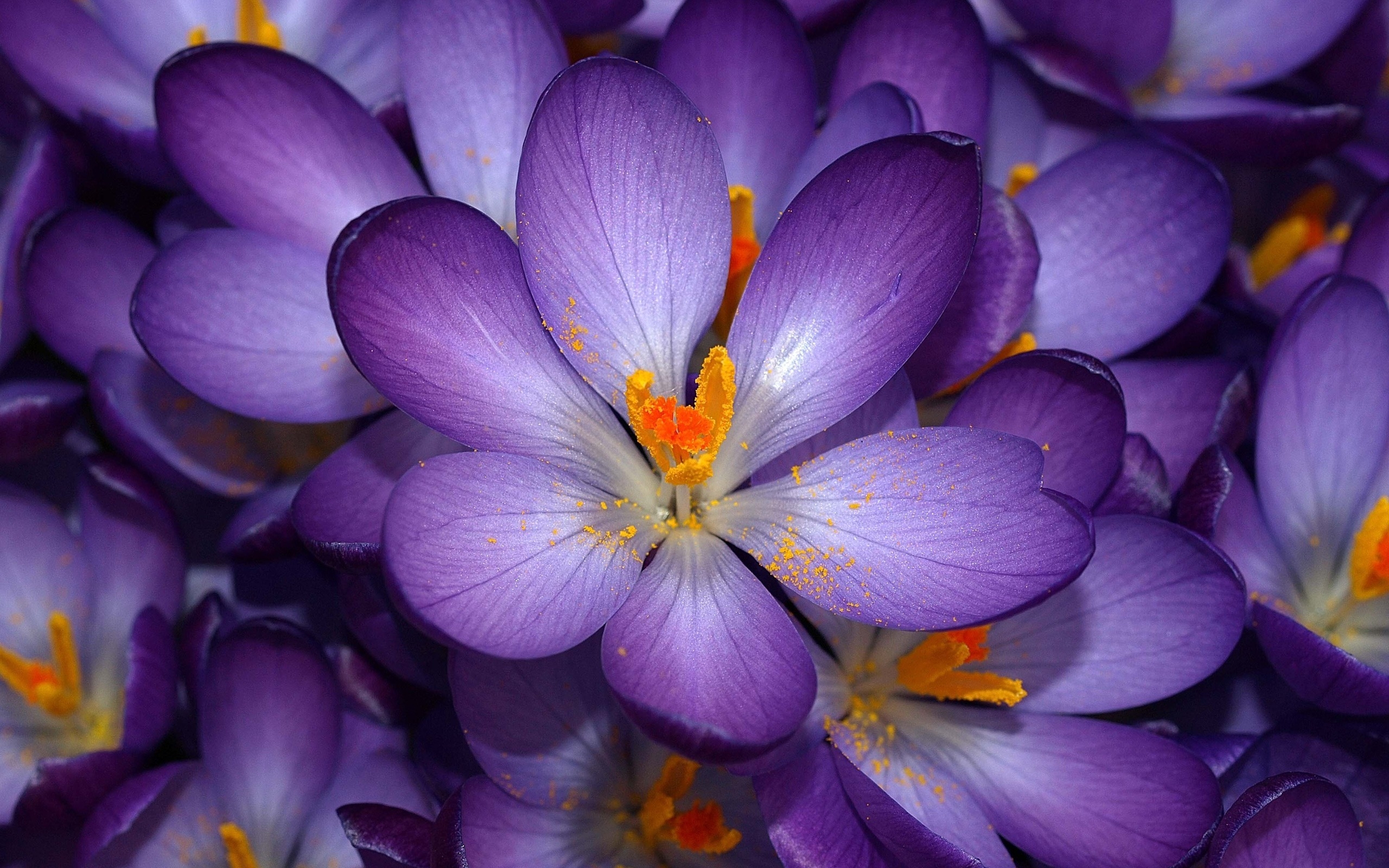 purple, Flower Wallpaper