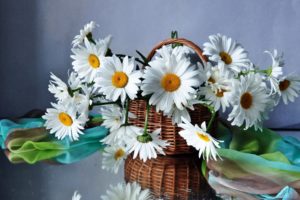 daisies, Flowers, Flower, Bouquet, Beautiful, Field, Basket, Still, Life, Bouquet