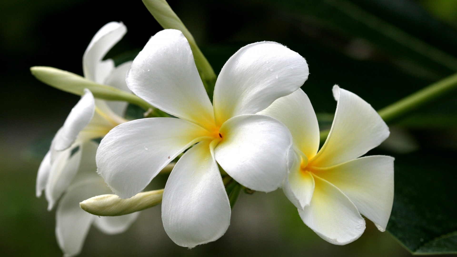 flowers, Plumeria, Frangipani, Yellow, White Wallpaper